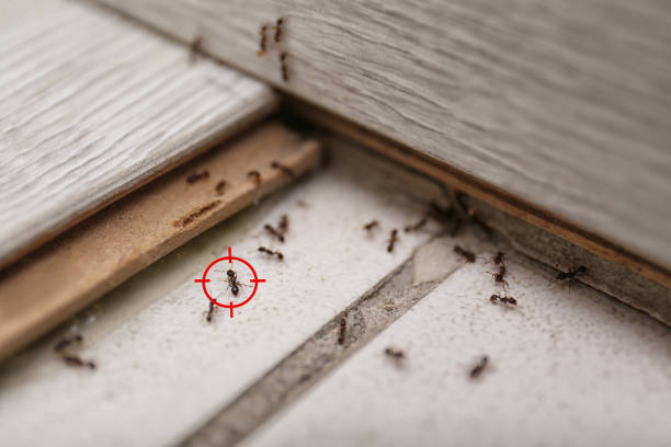 Best Residential Pest Control  in West Glendive, MT