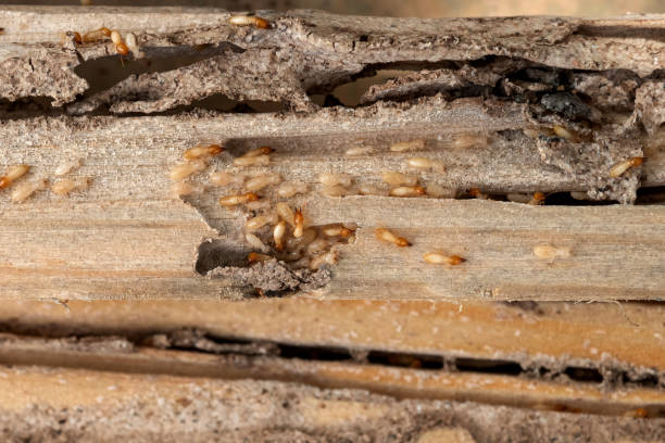 Best Affordable Pest Control Services  in West Glendive, MT