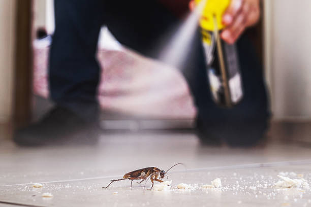 Best Spider Control Near Me  in West Glendive, MT